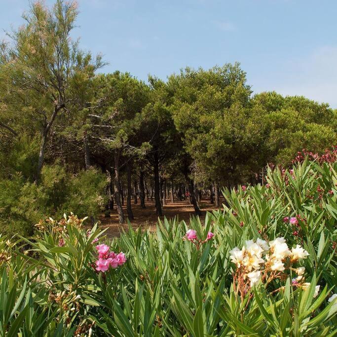 T2 Vue Mer Palm Beach Le Barcarès Eksteriør billede